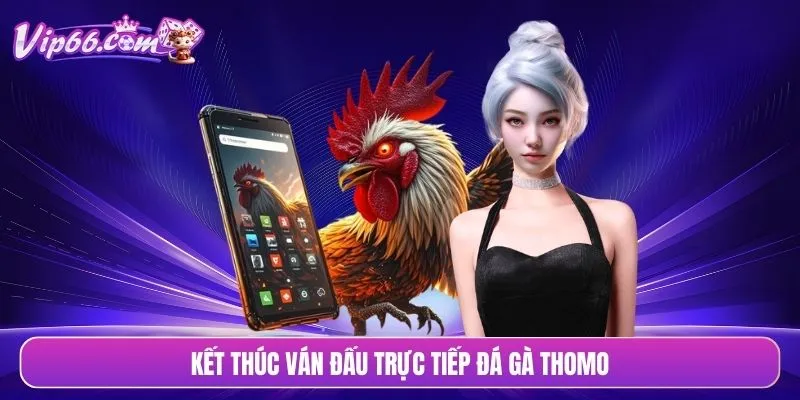 Kết thúc ván đấu trực tiếp đá gà Thomo